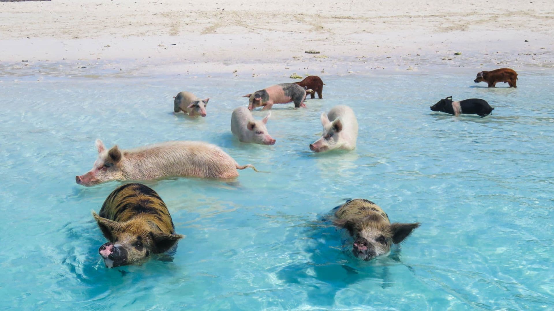 big major cay pig beach
