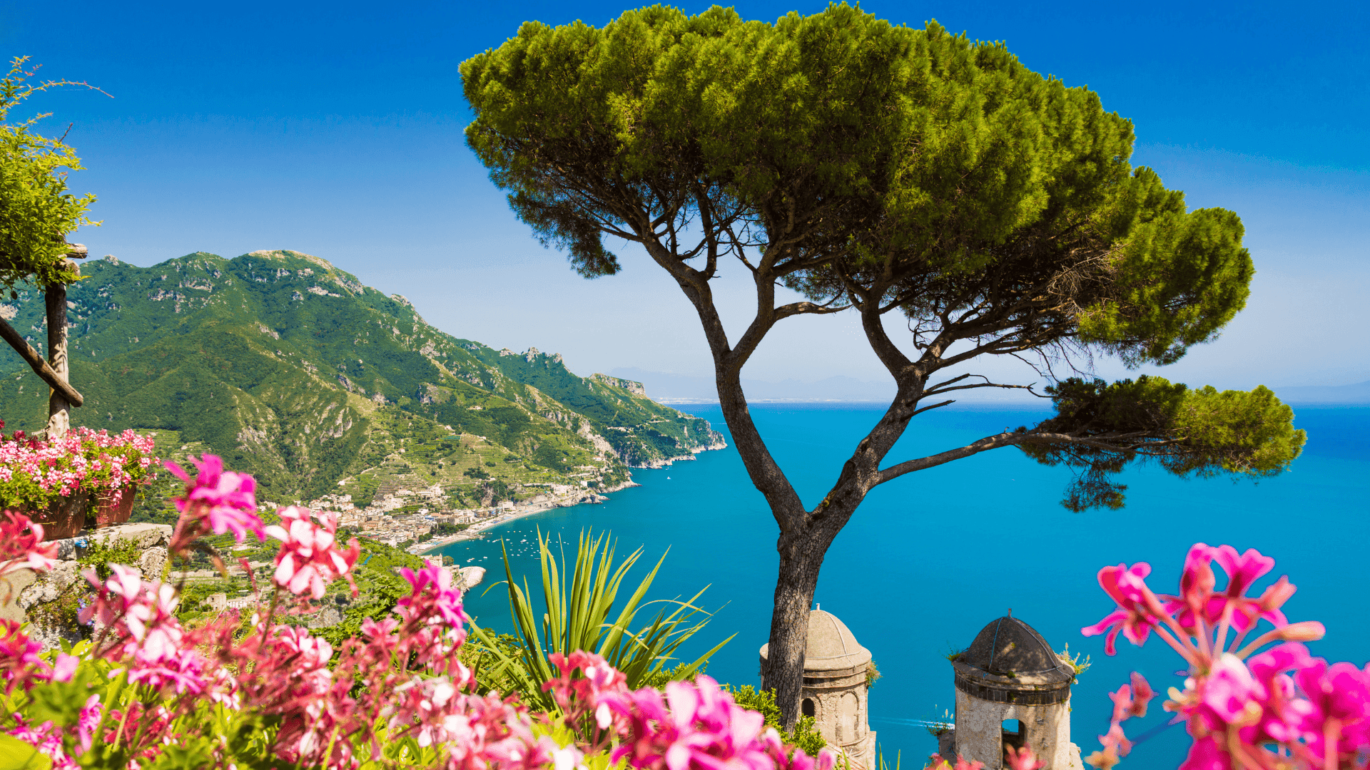 amalfi coast campania italy pink flowers tree ocean
