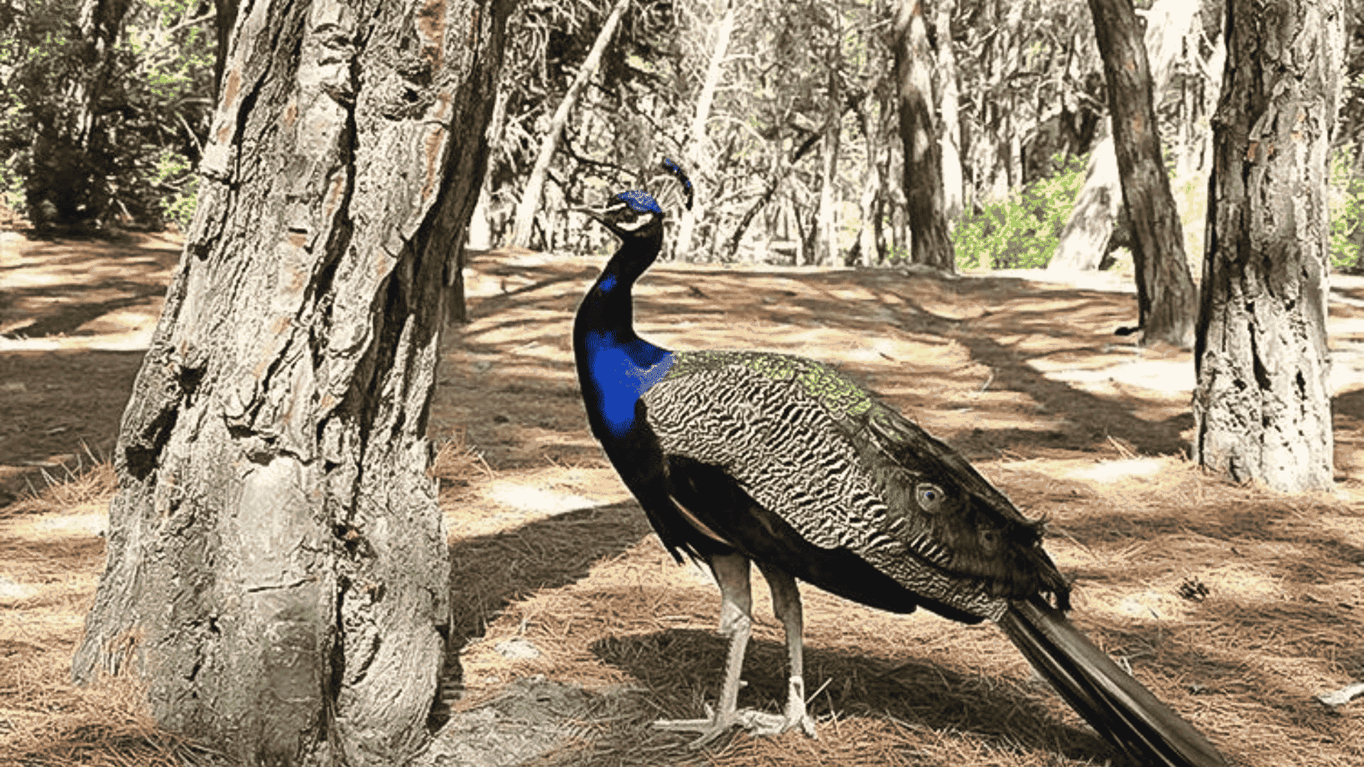 Palaka Forest in Kos