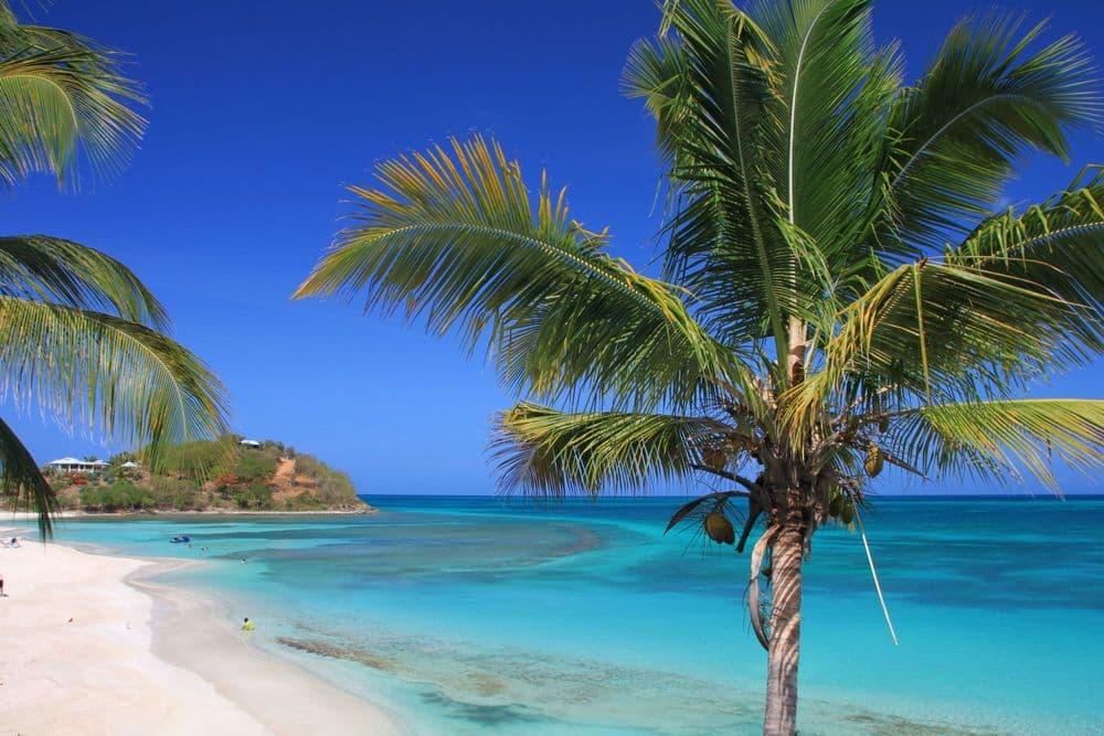 antigua beaches palm trees sand