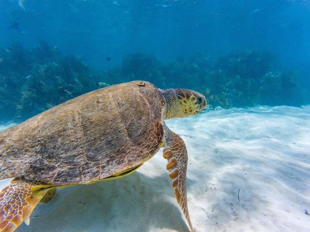 belize turtle in the water