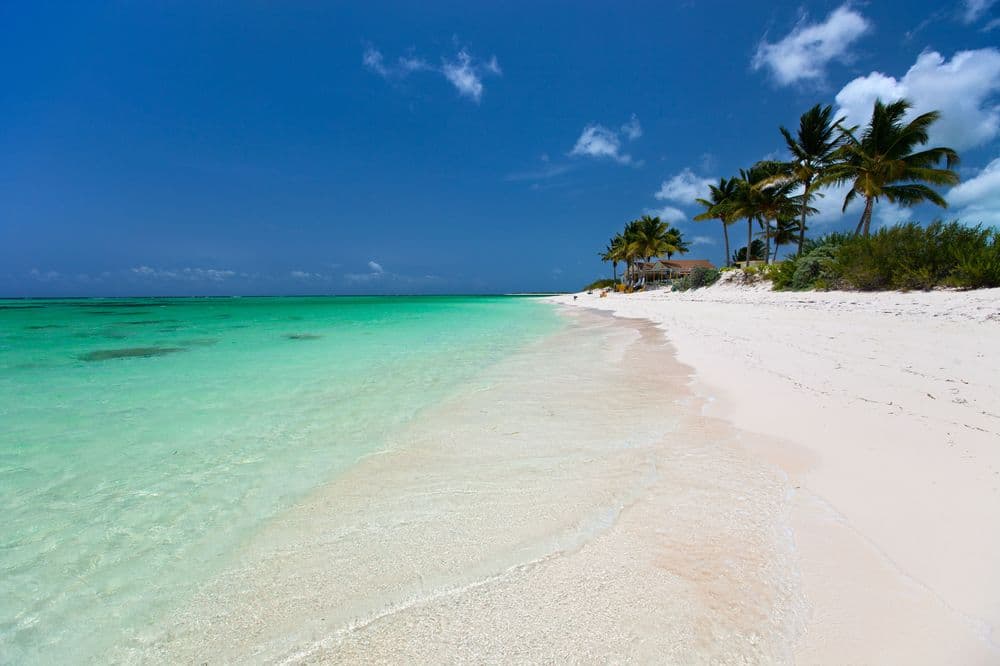 anegada beach palm trees in distance bvi